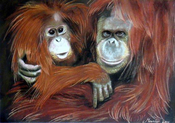 Oerang Oetans. Wildlife pastel tekening